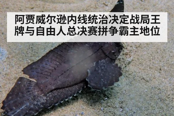 阿贾威尔逊内线统治决定战局王牌与自由人总决赛拼争霸主地位